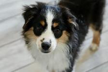 Seeking Foster Home: Pure Mini American Shepherd (CKC) - Photo 4