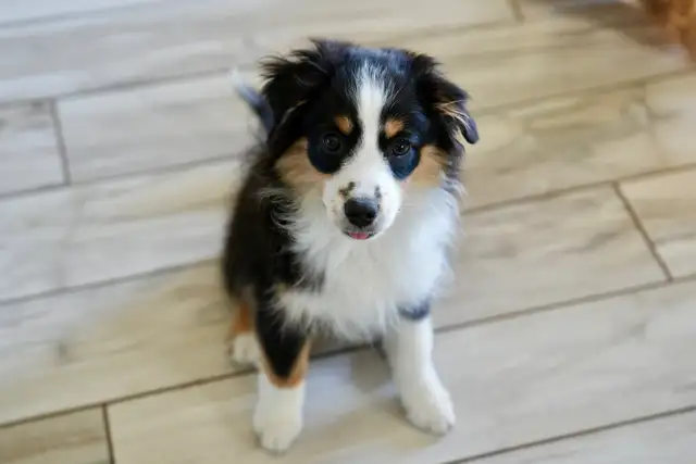 Seeking Foster Home: Pure Mini American Shepherd (CKC) - Photo 5