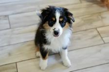 Seeking Foster Home: Pure Mini American Shepherd (CKC) - Photo 5