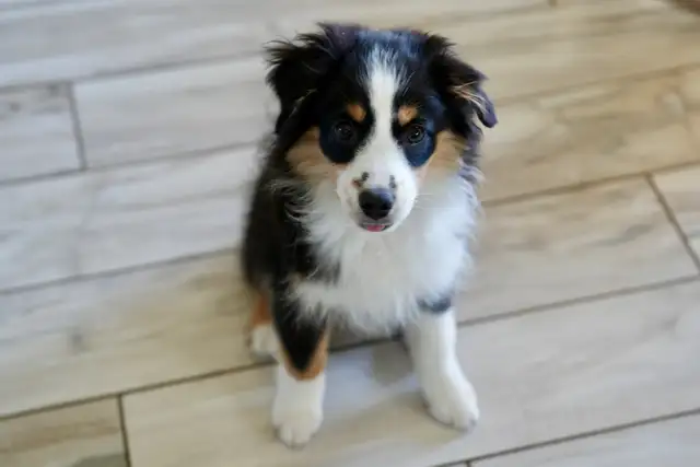 Seeking Foster Home: Pure Mini American Shepherd (CKC) - Photo 6