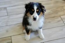 Seeking Foster Home: Pure Mini American Shepherd (CKC) - Photo 6