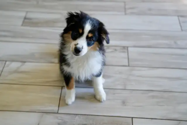 Seeking Foster Home: Pure Mini American Shepherd (CKC) - Photo 7