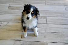 Seeking Foster Home: Pure Mini American Shepherd (CKC) - Photo 7