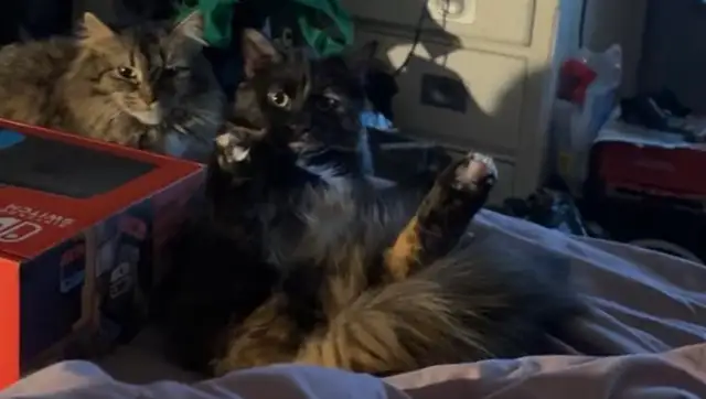 Female cats - Photo 2