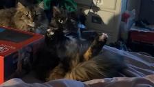 Female cats - Photo 2