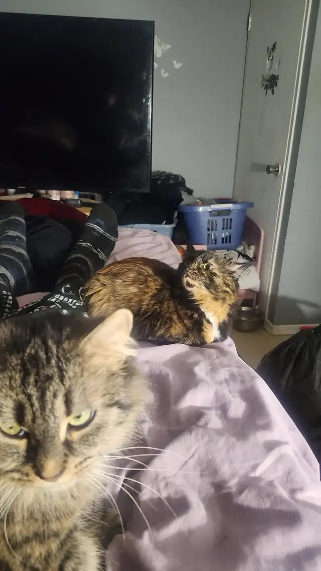 Female cats - Photo 3