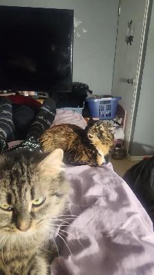 Female cats - Photo 3
