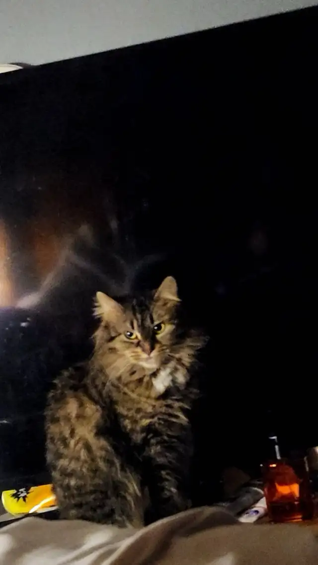 Female cats - Photo 4