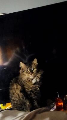 Female cats - Photo 4