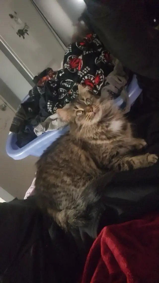 Female cats - Photo 5