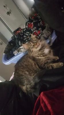 Female cats - Photo 5