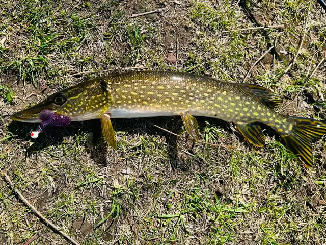 3.3' Swimbait Paddle Tail Ribbed for Pike, Pickeral and Bass - Photo 3