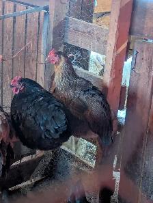 11 month old hens