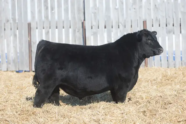Black Angus Bulls For Sale