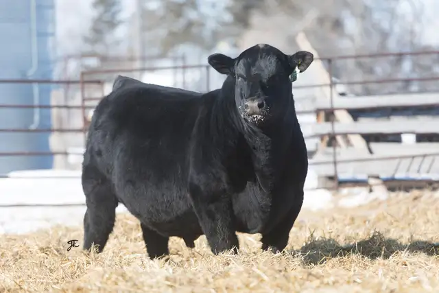 Black Angus Bulls For Sale - Photo 2