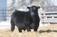 Black Angus Bulls For Sale - Photo 2