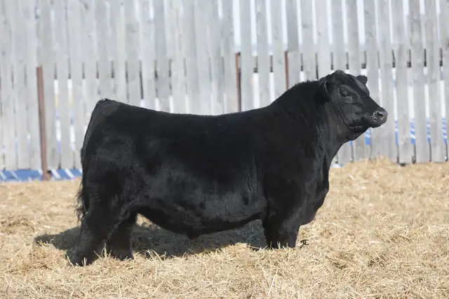 Black Angus Bulls For Sale - Photo 3