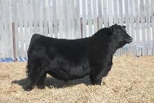 Black Angus Bulls For Sale - Photo 3