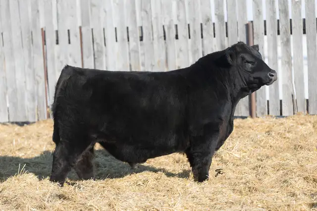 Black Angus Bulls For Sale - Photo 4