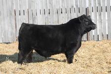 Black Angus Bulls For Sale - Photo 4