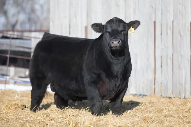 Black Angus Bulls For Sale - Photo 5
