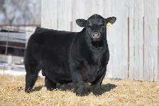 Black Angus Bulls For Sale - Photo 5