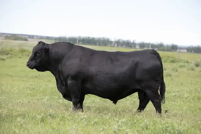 Black Angus Bulls For Sale - Photo 6