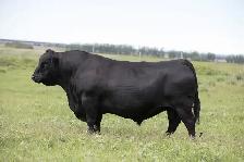 Black Angus Bulls For Sale - Photo 6