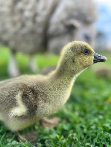 Toulouse Goslings available