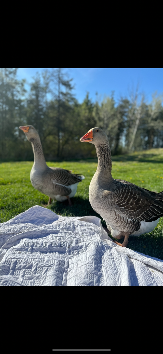 Toulouse Goslings available - Photo 2