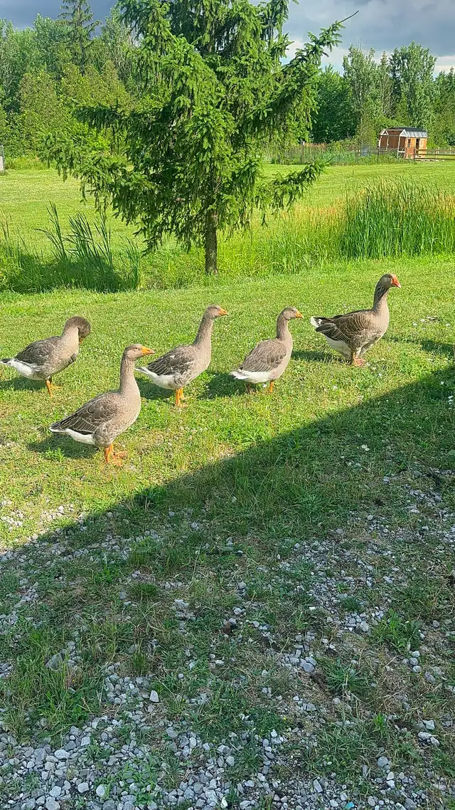 Toulouse Goslings available - Photo 3