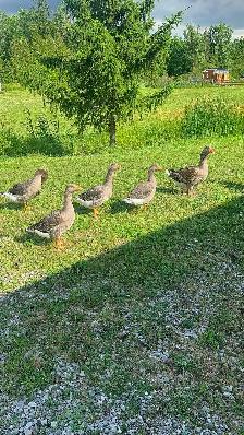 Toulouse Goslings available - Photo 3