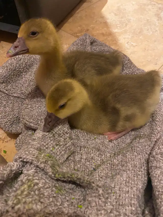 Toulouse Goslings available - Photo 4