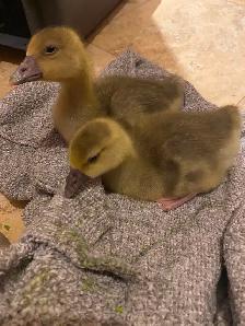 Toulouse Goslings available - Photo 4