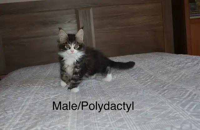 Beautiful purebred Maine Coon kittens - Photo 4