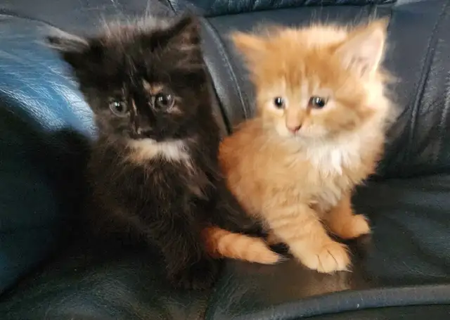 4 chatons et 1 chatte