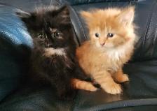 4 chatons et 1 chatte