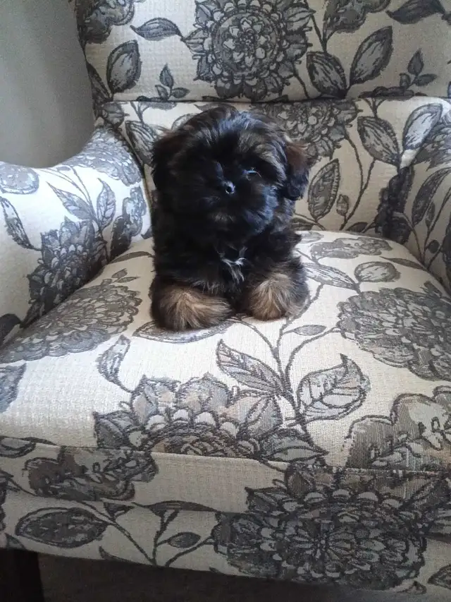 Shih Tzu Pom puppy
