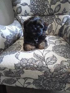 Shih Tzu Pom puppy