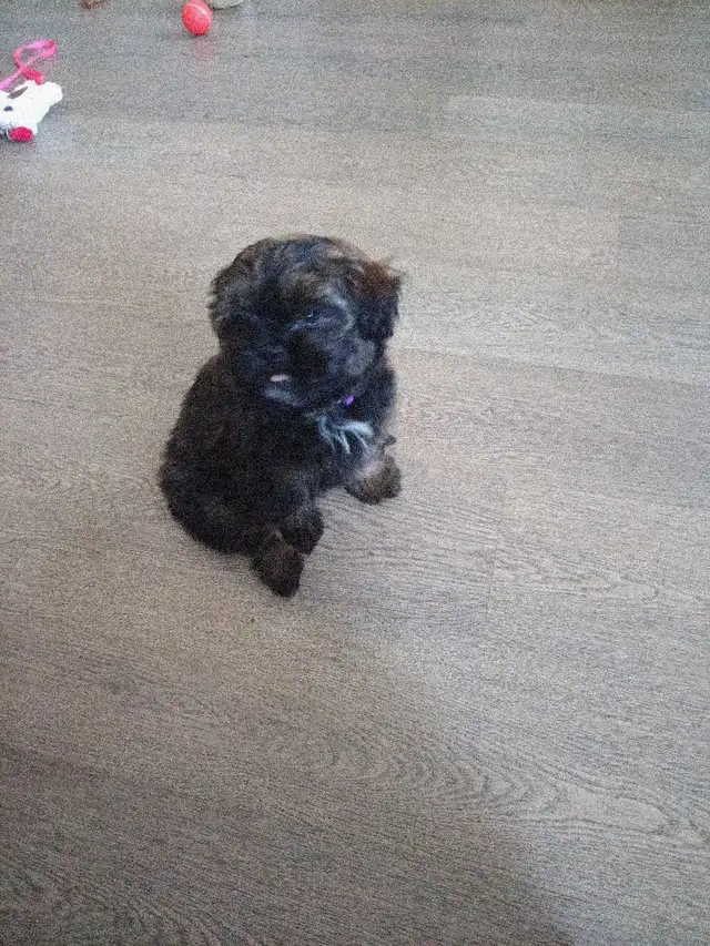 Shih Tzu Pom puppy - Photo 2