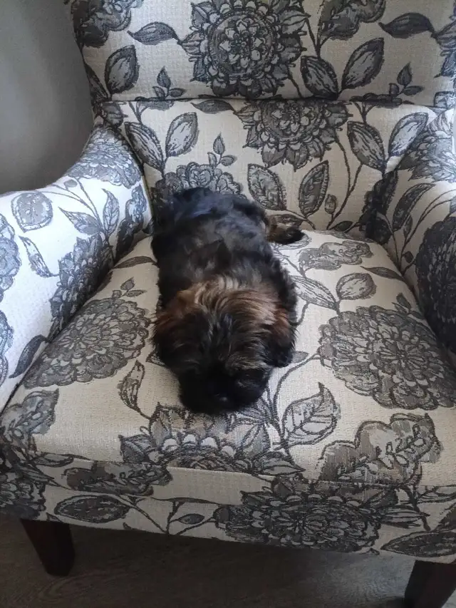 Shih Tzu Pom puppy - Photo 3