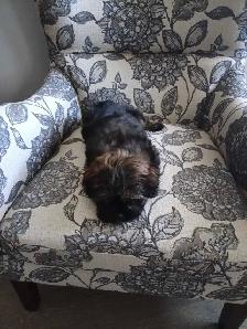 Shih Tzu Pom puppy - Photo 3
