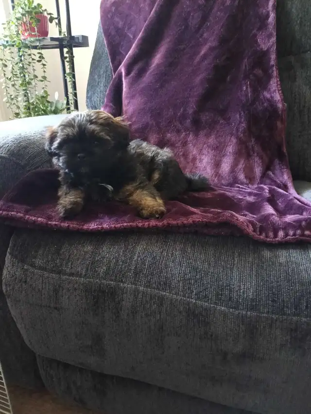 Shih Tzu Pom puppy - Photo 4