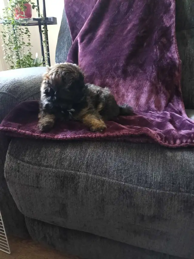 Shih Tzu Pom puppy - Photo 5