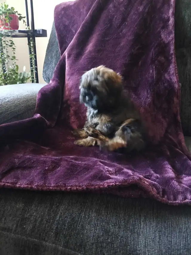 Shih Tzu Pom puppy - Photo 6