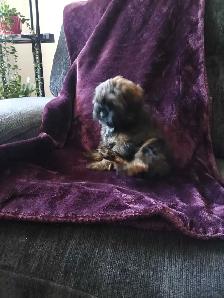 Shih Tzu Pom puppy - Photo 6
