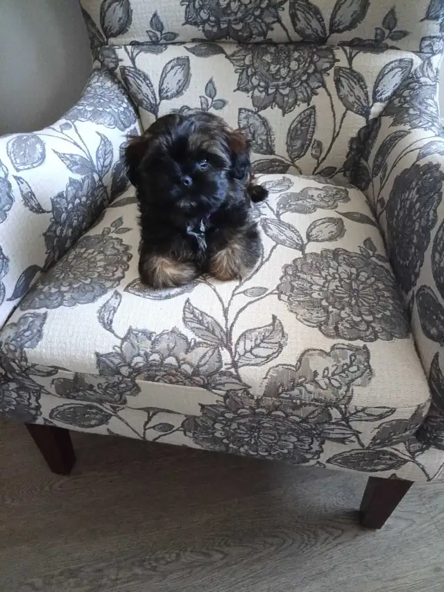 Shih Tzu Pom puppy - Photo 7