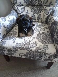 Shih Tzu Pom puppy - Photo 7
