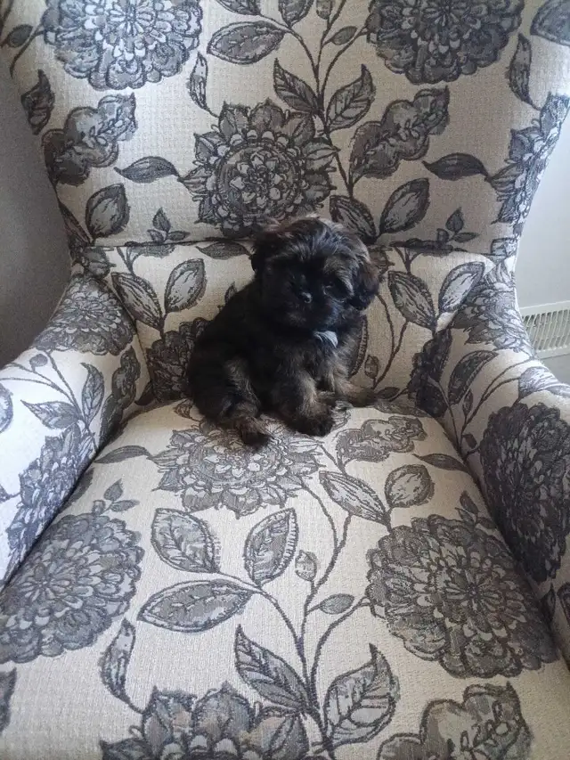 Shih Tzu Pom puppy - Photo 8