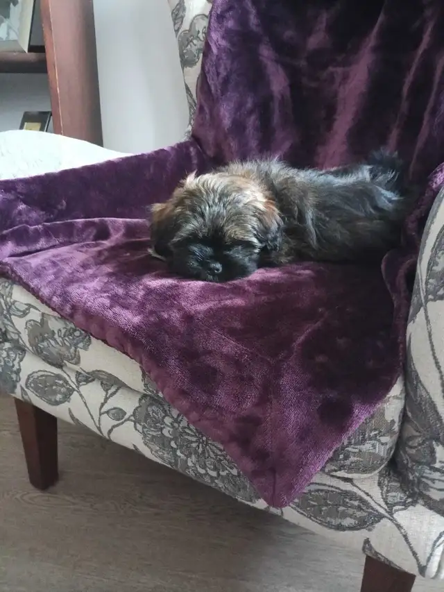 Shih Tzu Pom puppy - Photo 9